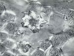 Krystaly šťavelanu vápenatého, buňka podražce (Aristolochia sipho). Příčný řez stonkem. Zvětšení 1600x.